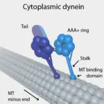 ¿Cuál es la diferencia entre la dineína citoplasmática y axonal?