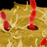 ¿Cuál es la diferencia entre Streptomyces y Streptococcus?