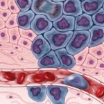 ¿Cuál es la diferencia entre las células HeLa y las células cancerosas?