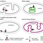 ¿Cuál es la diferencia entre la quimiosmosis en las mitocondrias y los cloroplastos?