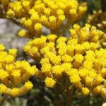 ¿Cuál es la diferencia entre Helichrysum Italicum y Gymnocephalum?