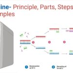 Máquina PCR - Principio, partes, pasos, tipos, usos, ejemplos