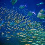 ¿Cuál es la diferencia entre peces pelágicos y demersales?