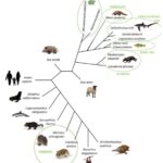¿Cuál es la diferencia entre el sistema de clasificación natural artificial y filogenético?