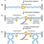 ¿Cuál es la diferencia entre el superenrollamiento positivo y negativo del ADN?
