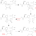 ¿Cuál es la diferencia entre aspartil cisteína y serina proteasas?