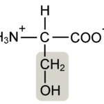 ¿Cuál es la diferencia entre la fosfatidilcolina y la serina?
