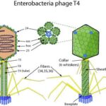 ¿Cuál es la diferencia entre el bacteriófago T2 y T4?
