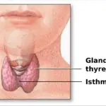 ¿Cuál es la diferencia entre la glándula suprarrenal y la tiroides??
