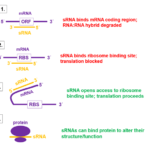 ¿Cuál es la diferencia entre snRNA y snoRNA?