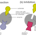 ¿Cuál es la diferencia entre las enzimas alostéricas y no alostéricas?