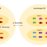 ¿Cuál es la diferencia entre la diversidad alfa beta y gamma?