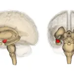 ¿Cuál es la diferencia entre la amígdala y la corteza prefrontal?
