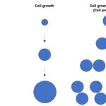 ¿Cuál es la diferencia entre viabilidad celular y proliferación celular?