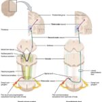 Diferencia entre sistema anterolateral y sistema de columna dorsal.