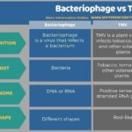 Diferencia entre bacteriófago y TMV.