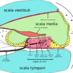 Diferencia entre membrana basilar y tectorial.
