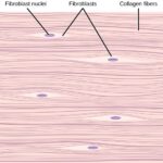 Diferencia entre colágeno elastina y fibras reticulares.