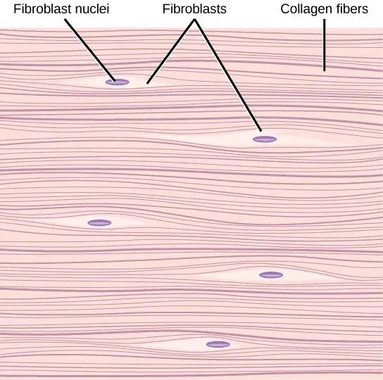 Diferencia entre colágeno elastina y fibras reticulares.