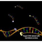Diferencia entre sondas de ADN y ARN