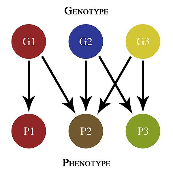 Diferencia entre genotipo y grupo sanguíneo.