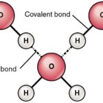 Diferencia entre donante y aceptor de enlaces de hidrógeno.