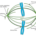 Diferencia entre microtúbulos cinetocóricos y no cinetocóricos