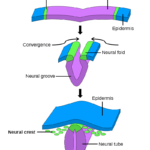 Diferencia entre cresta neural y tubo neural