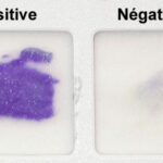 Diferencia entre prueba de oxidasa positiva y negativa.