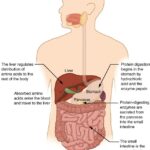 Diferencia entre la digestión de proteínas en el estómago y el intestino delgado.