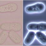 Diferencia entre Saccharomyces cerevisiae y Schizosaccharomyces pombe