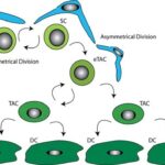 Diferencia entre división simétrica y asimétrica de células madre
