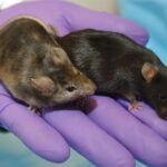 Diferencia entre ratones transgénicos y knockout