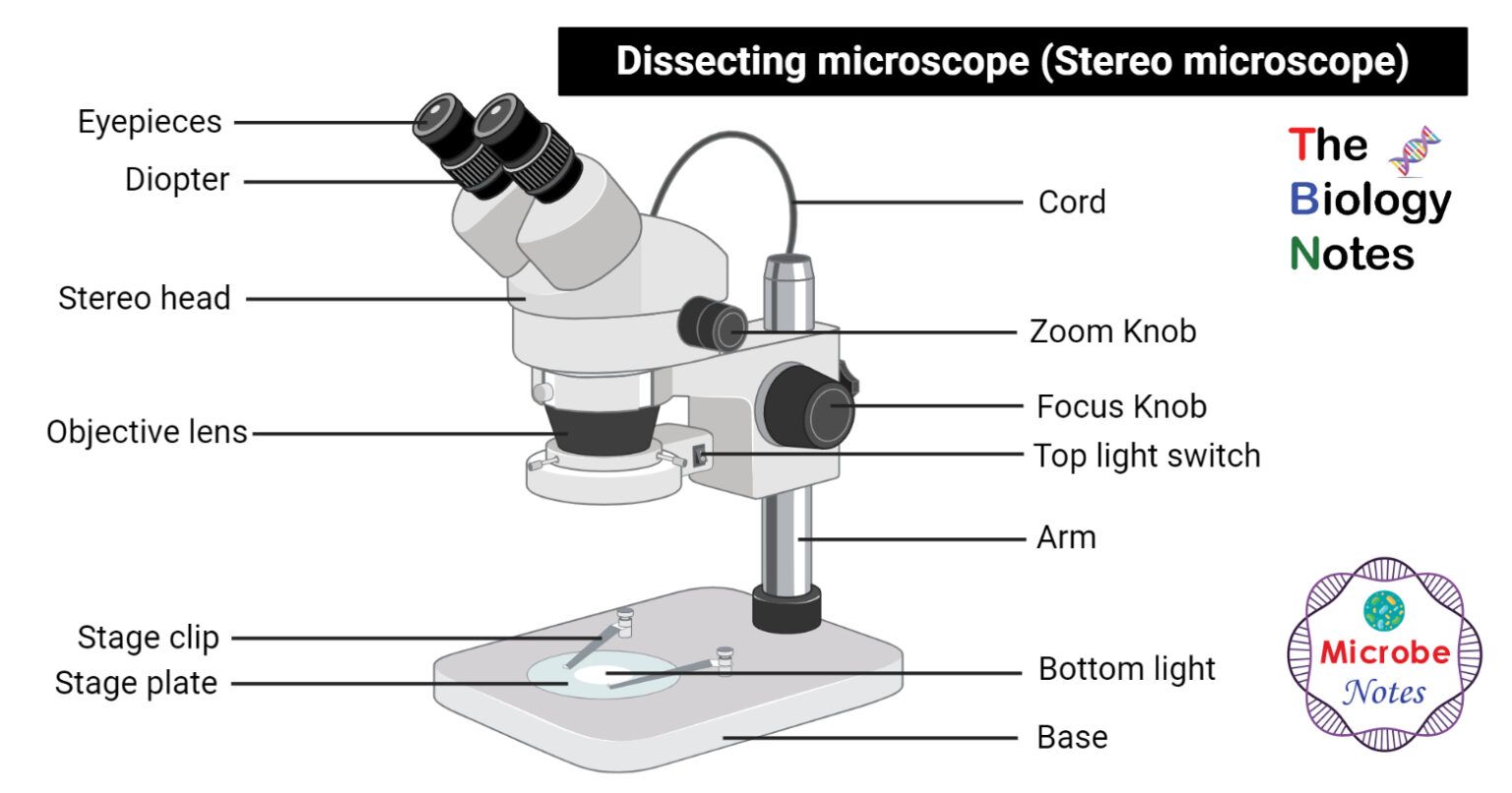 Microscopio de disección (microscopio estereoscópico o estereoscópico ...