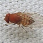 ¿Cuál es la diferencia entre Drosophila y Neurospora?
