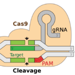 ¿Cuál es la diferencia entre crRNA, tracrRNA y gRNA?