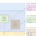 ¿Cuál es la diferencia entre las bacterias de azufre verde y púrpura?