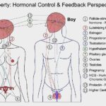 ¿Cuál es la diferencia entre control hormonal y neural?