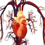 ¿Cuál es la diferencia entre el sistema cardiovascular y el sistema linfático?