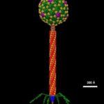 ¿Cuál es la diferencia entre el fago lambda y el fago M13?
