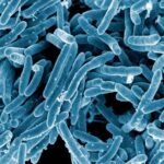 ¿Cuál es la diferencia entre Mycobacterium Tuberculosis y Mycobacterium Bovis?