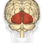¿Cuál es la diferencia entre occipital parietal y lóbulo temporal?