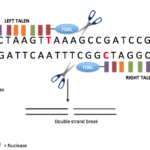 ¿Cuál es la diferencia entre ZFN TALEN y CRISPR?