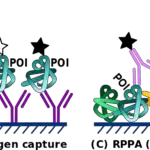 Diferencia entre ADN y microarray de proteínas.