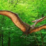 Diferencia entre pterodáctilo y pteranodon