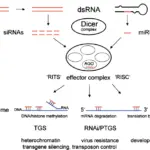 ¿Cuál es la diferencia entre el ARN de interferencia y el oligonucleótido antisentido?