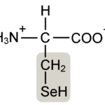 ¿Cuál es la diferencia entre cisteína y selenocisteína?