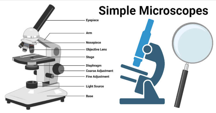 malla Natura Exitoso Microscopio simple: definición, principio, aumento, partes, aplicaciones.