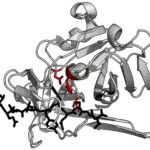 ¿Cuál es la diferencia entre la proteinasa K y la proteasa?