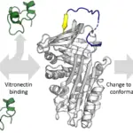 Diferencia entre fibronectina y vitronectina
